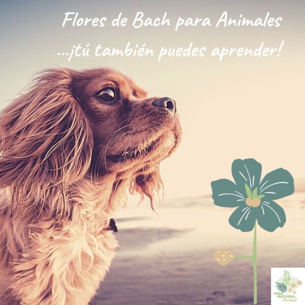 tu-tambien-puedes-aprender-600×600 tu-tambien-puedes-aprender-600×600