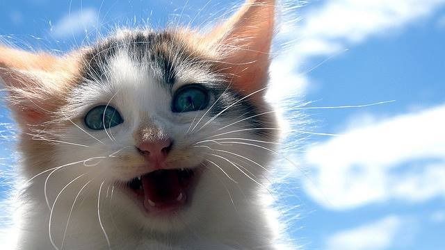 gato feliz